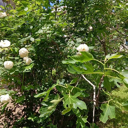 Orhideya 公寓 阳光海滩