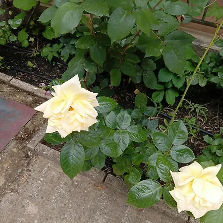 Orhideya Apartamento *