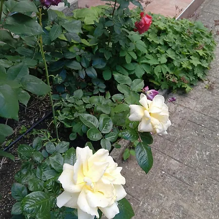 Orhideya * Slăntjev Brjag