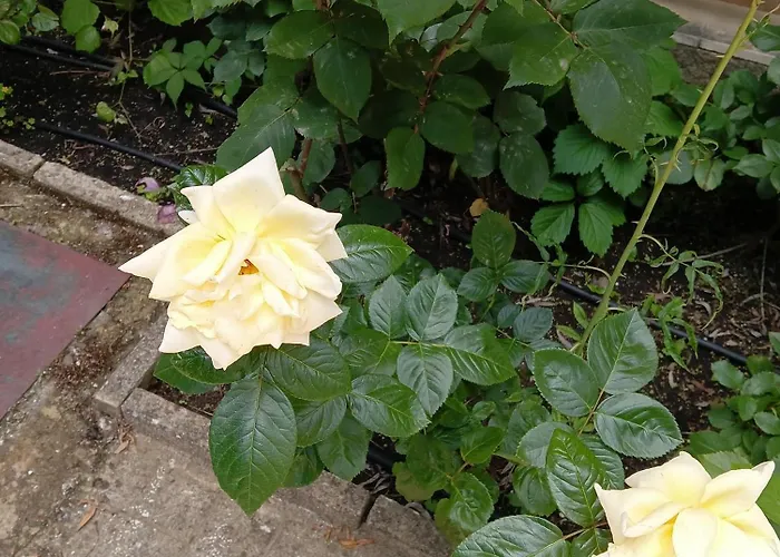 Orhideya Διαμέρισμα *