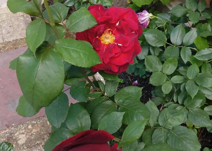 Διαμέρισμα Orhideya *