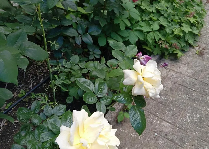 Orhideya * Σάνι Μπιτς