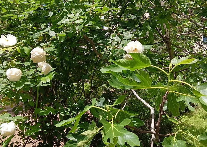 Orhideya Διαμέρισμα Σάνι Μπιτς